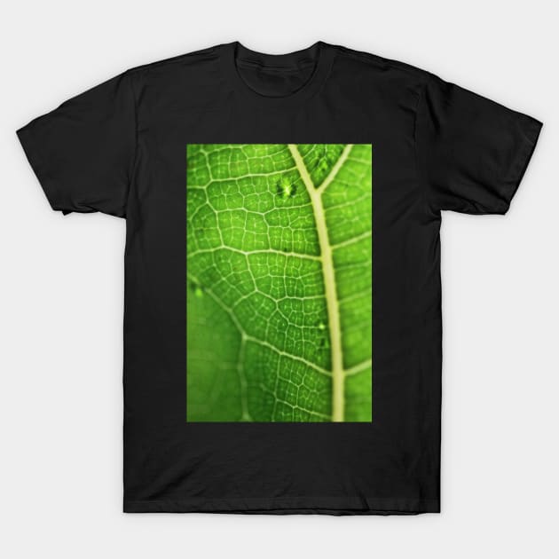 Fiddle Leaf Ficus T-Shirt by karinelizabeth